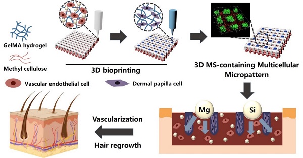上海硅酸盐所在无机材料结合多细胞生物3D打印用于毛发再生方面取得重要研究进展