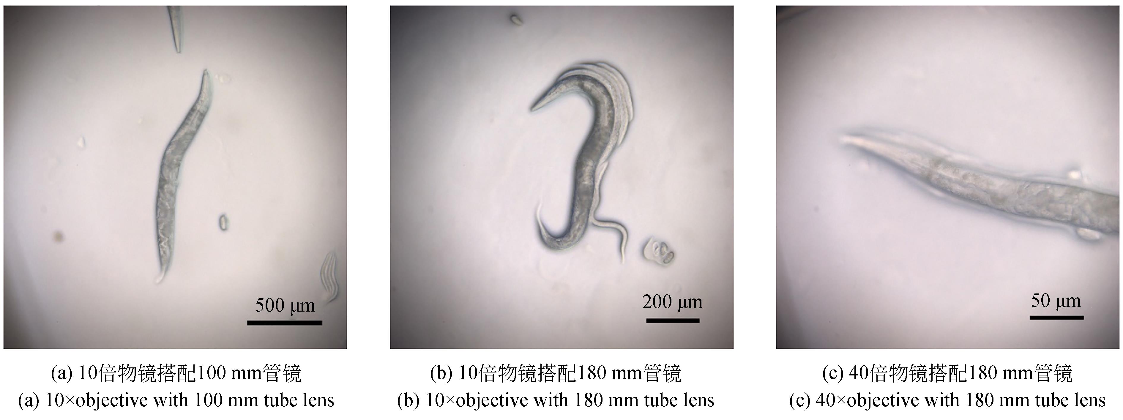 秀丽隐杆线虫研究现状图片